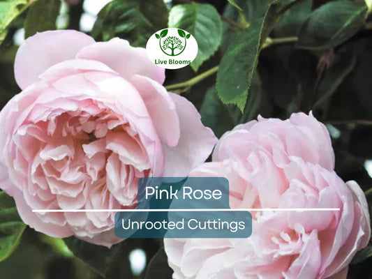 1 Pink Garden Rose Unrooted Cutting | Climbing Rose (Rosa spp.) | 5-8 Inches Long | Perfect for Propagation & Garden Planting
