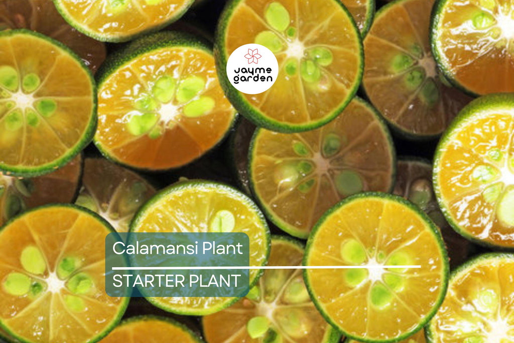 Live Calamansi Plant Tree | 8-12 inch Seedling | Citrus Tree for Indoor & Outdoor Growing | Tropical Fruit