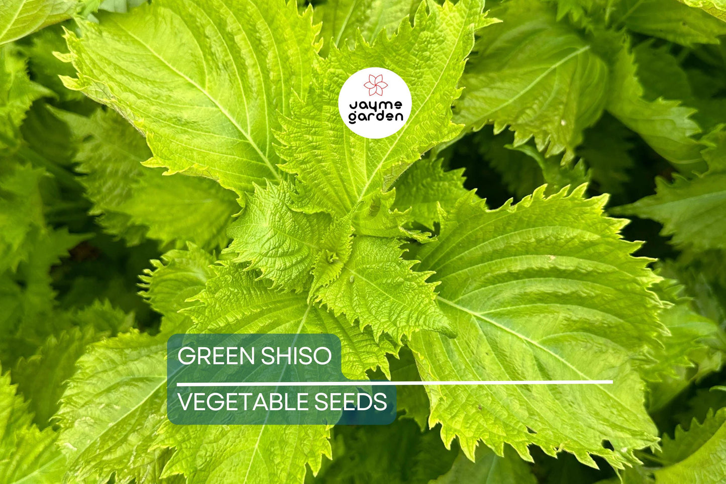 500 Green Shiso Seeds Non-GMO – Perilla Frutescens, Culinary Herb, Flavorful Leaves, Edible Flowers, USA Seller!