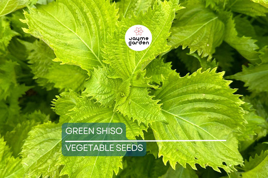 500 Green Shiso Seeds Non-GMO – Perilla Frutescens, Culinary Herb, Flavorful Leaves, Edible Flowers, USA Seller!