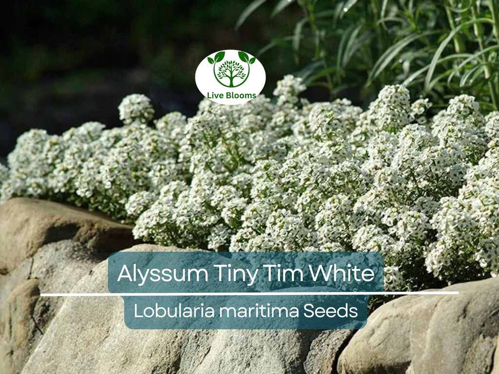 500 Seeds Alyssum Tiny Tim White Groundcover, Non-GMO, Fragrant Flowers, Bee-Friendly, Low Maintenance, Beautiful 3" White Blooms