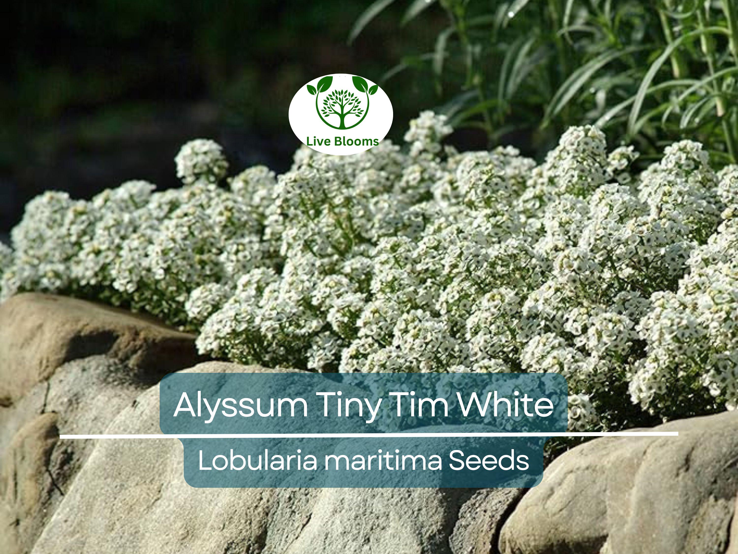 500 Seeds Alyssum Tiny Tim White Groundcover, Non-GMO, Fragrant Flowers, Bee-Friendly, Low Maintenance, Beautiful 3" White Blooms