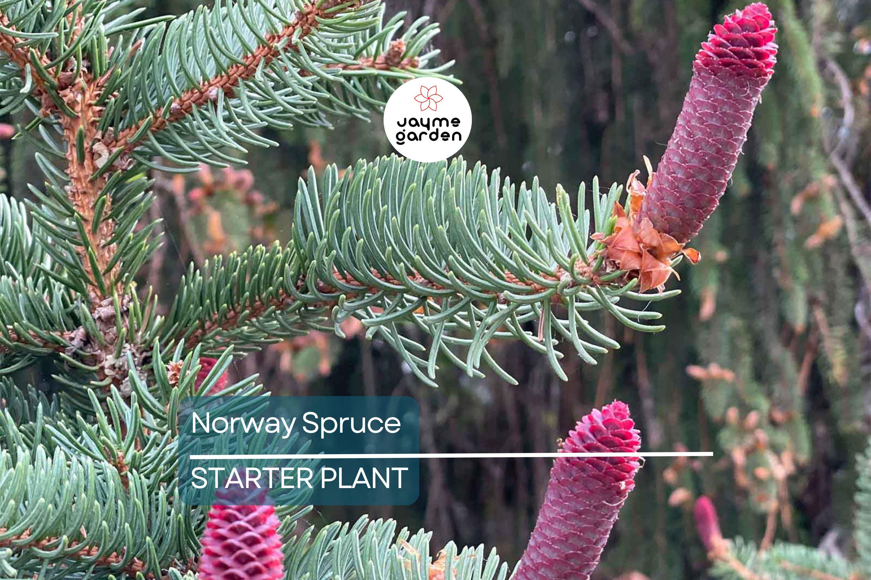 Norway Spruce Tree – Live Bare Root Plant, 12-18” Starter, Picea abies, Cold-Hardy Evergreen for Landscaping & Windbreaks