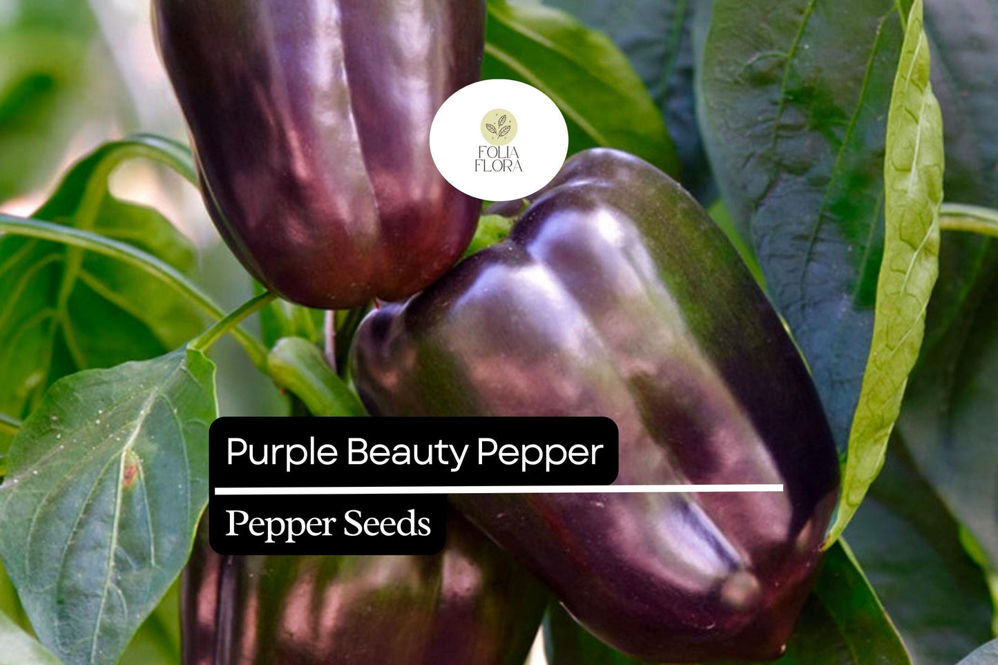 25 Purple Beauty Pepper Seeds – Capsicum annuum – Sweet Bell Pepper, Vibrant Purple Color, Non-GMO, High Yield, Great for Salads & Cooking