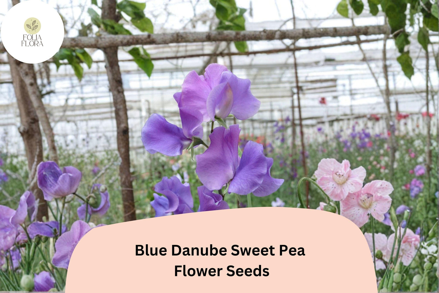 Blue Danube Sweet Pea Seeds 50+ | Lathyrus odoratus Climbing Fragrant Blue Flower Garden Planting