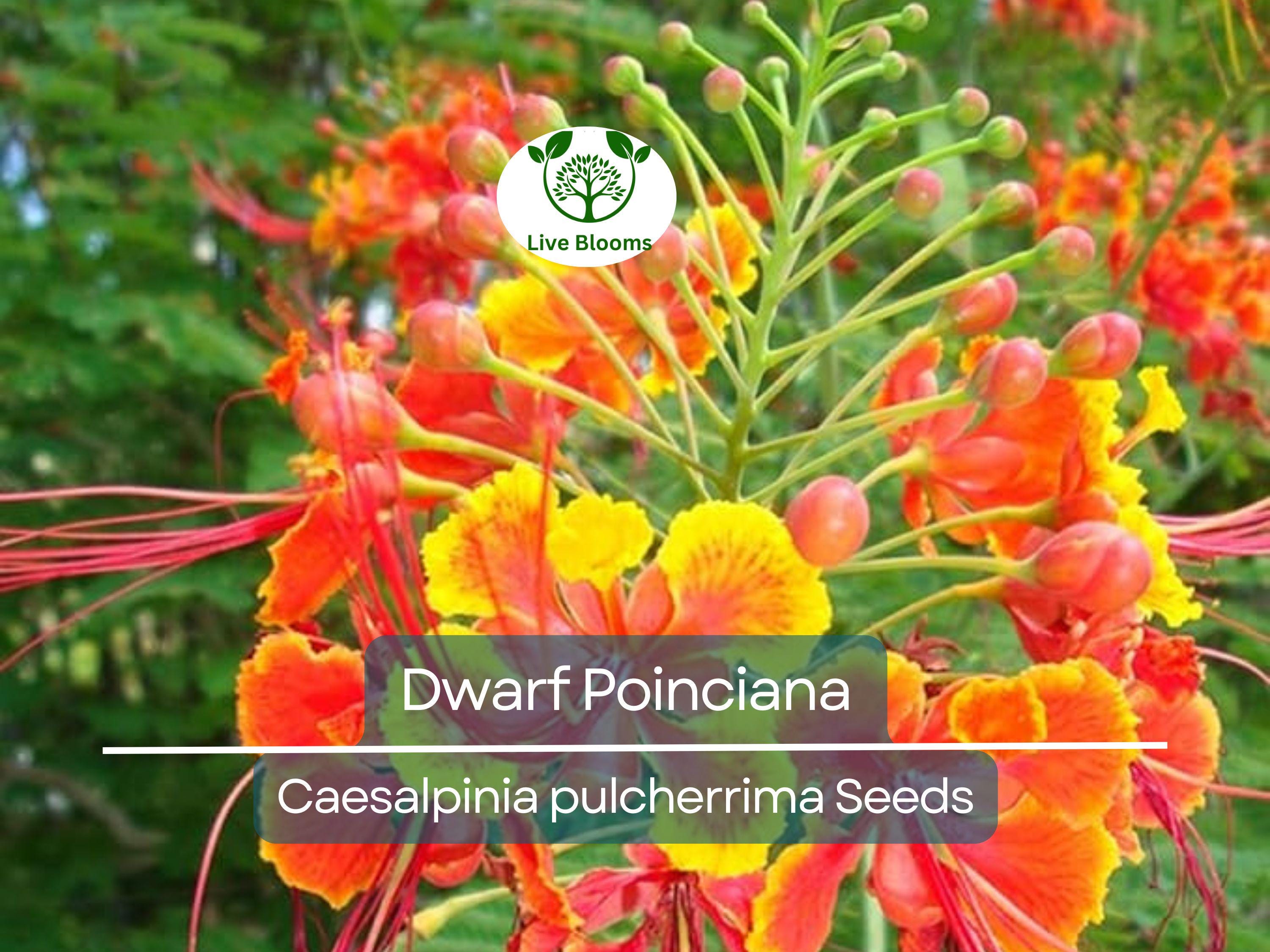 10 Dwarf Poinciana Seeds, Red Bird of Paradise (C. pulcherrima), Mexican Flowering Plant, Non-GMO, Tropical Shrub, Colorful Blooms