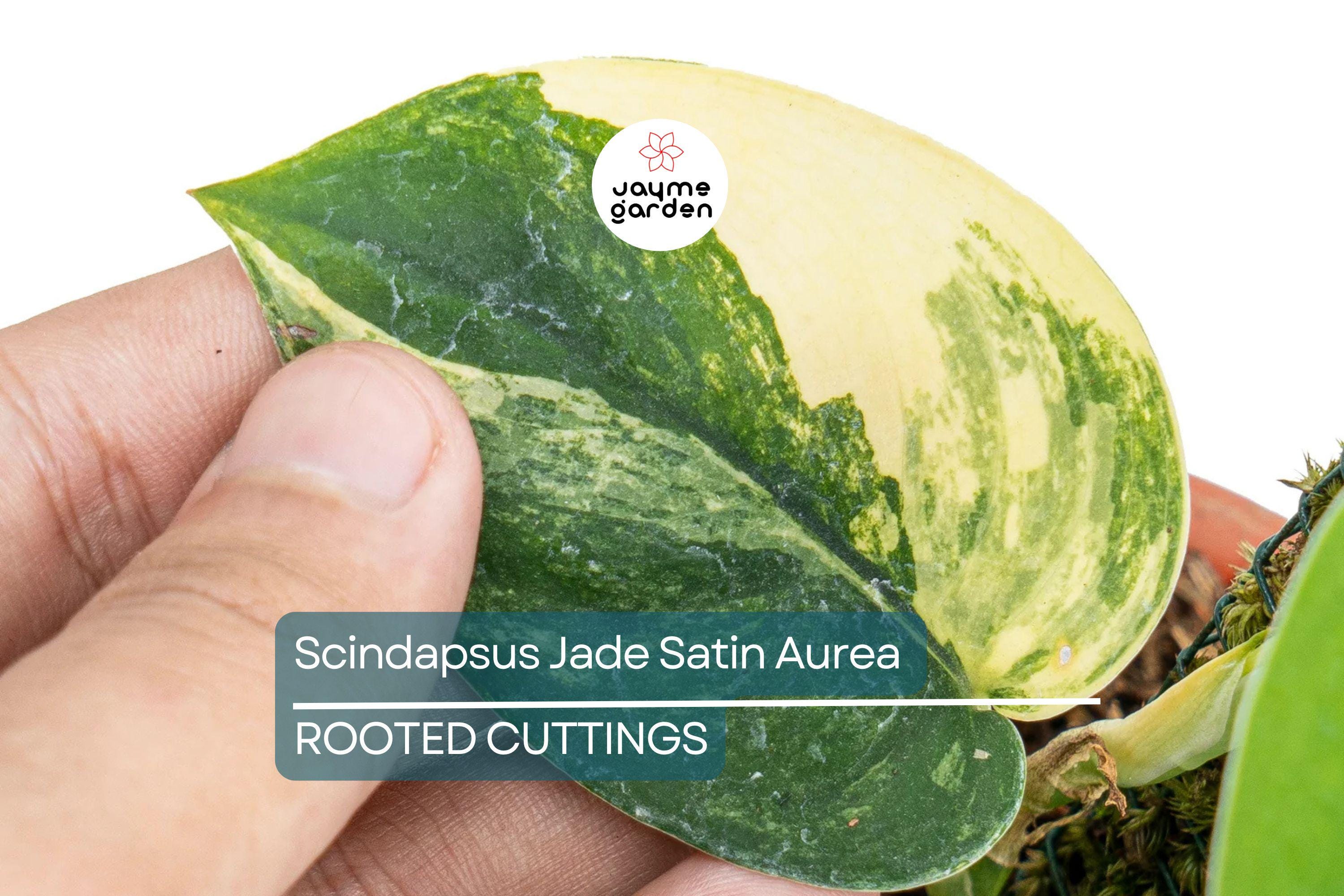 Scindapsus Jade Satin Aurea Rooted Cutting in Prop Cup | Rare Variegated Houseplant with Green & Yellow Foliage