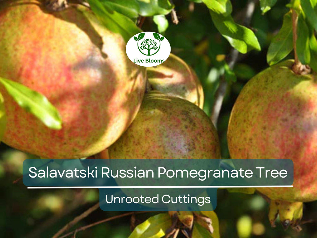 3 Salavatski Russian Pomegranate Tree Unrooted Cuttings (Punica granatum) 10 inches – Hardy, Cold-Tolerant Variety