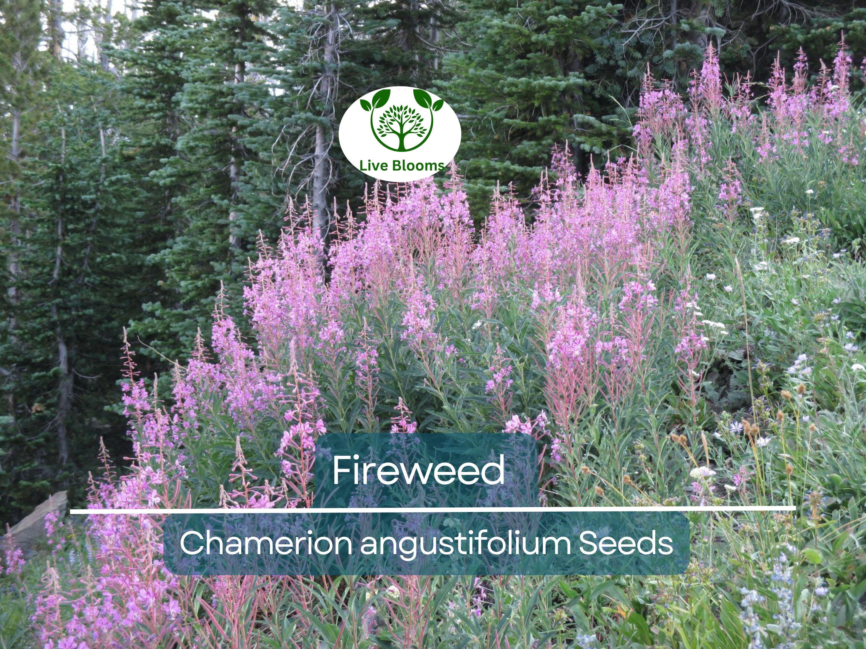 500 Fireweed Seeds | Rosebay (Chamerion angustifolium) | Perennial Herb Flower | Bulk, Wildflower, Pollinator, Native Plant