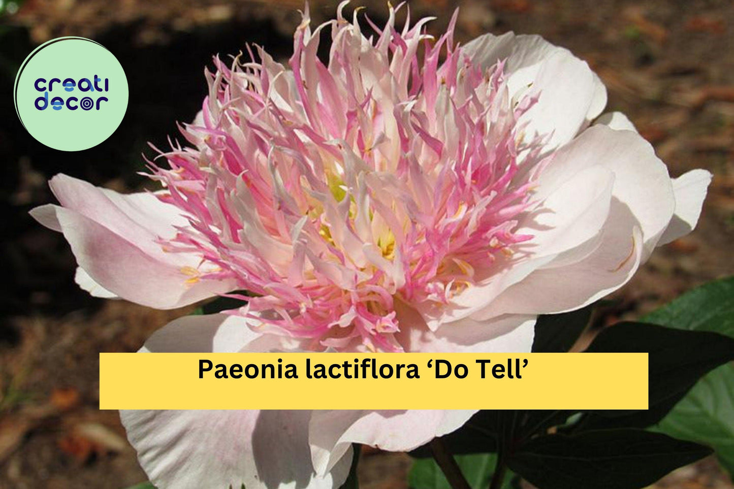 Do Tell Peony – Paeonia lactiflora ‘Do Tell’ – 3/5 Eye Bare Root Perennial, Pink Japanese Peony for Garden or Cut Flowers