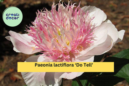 Do Tell Peony – Paeonia lactiflora ‘Do Tell’ – 3/5 Eye Bare Root Perennial, Pink Japanese Peony for Garden or Cut Flowers