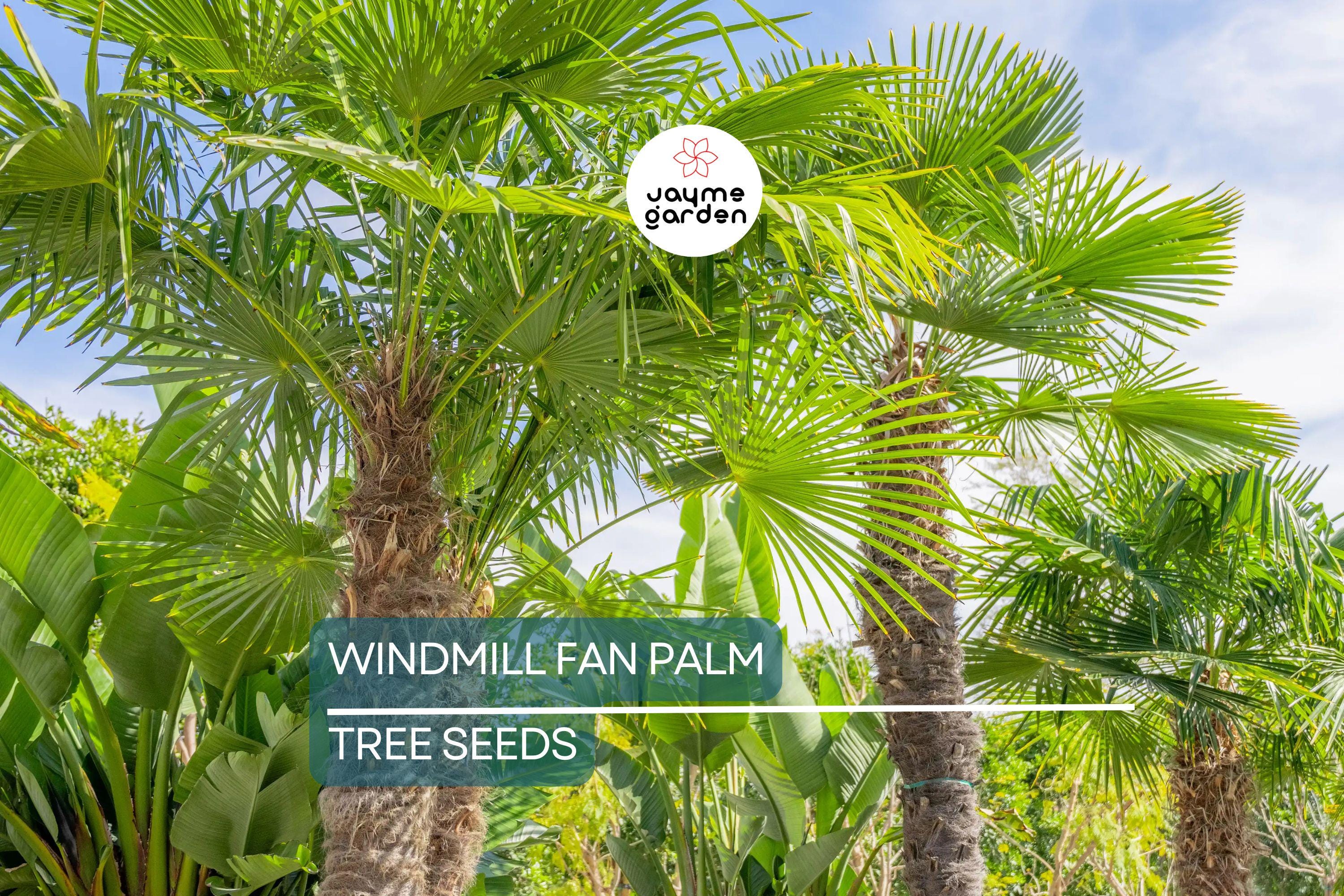 10 Windmill Palm Tree Seeds (Trachycarpus fortunei) – Cold Hardy Fan Palm, 66' Tall