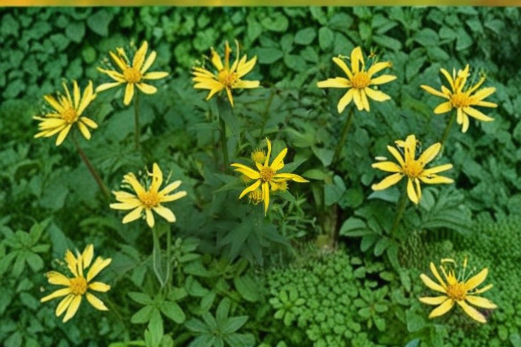 Yellow Crownbeard – Verbesina helianthoides | Native Perennial Wildflower | Bright Yellow Blooms (30 Seeds)