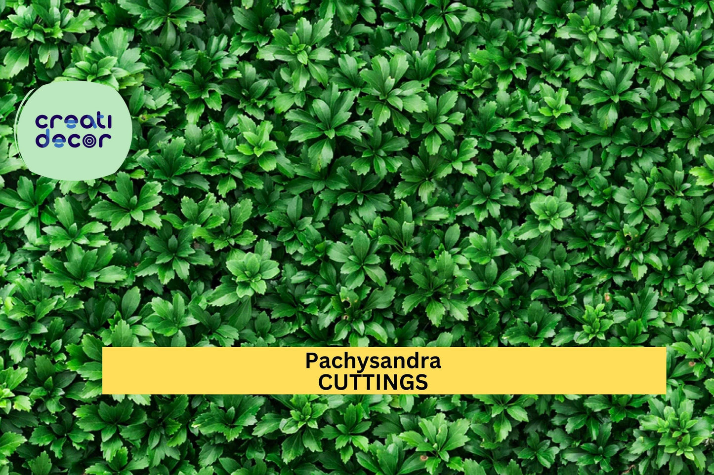 10 Pachysandra Cuttings | Japanese Spurge Ground Cover | Evergreen Perennial | Shade-Loving Plant | Easy Rooting | Garden Border Filler