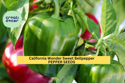 3pcs of 300mg California Wonder Sweet Bell Pepper Seeds – Classic Heirloom for Crispy, Juicy Green to Red Peppers Seeds for Planting