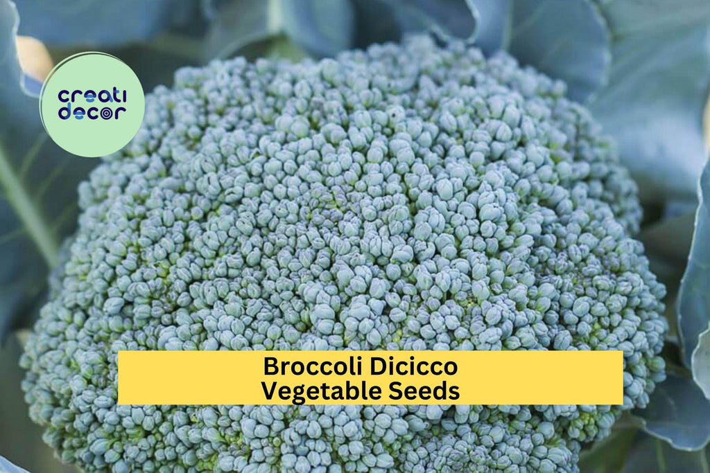 3pcs of 1g Broccoli Di Cicco Seeds for Planting – Italian Heirloom Variety for Home Garden Vegetable Harvests Seeds for Planting