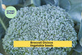 3pcs of 1g Broccoli Di Cicco Seeds for Planting – Italian Heirloom Variety for Home Garden Vegetable Harvests Seeds for Planting