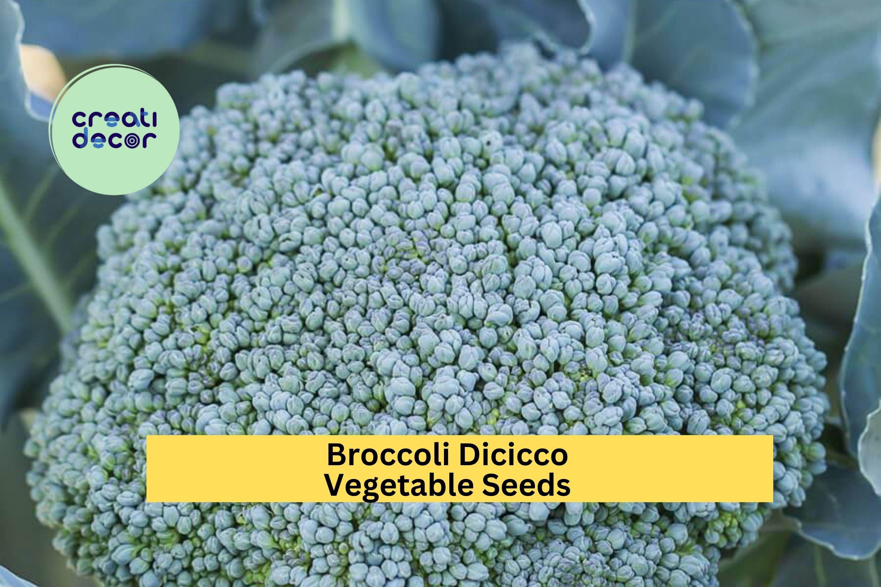 3pcs of 1g Broccoli Di Cicco Seeds for Planting – Italian Heirloom Variety for Home Garden Vegetable Harvests Seeds for Planting