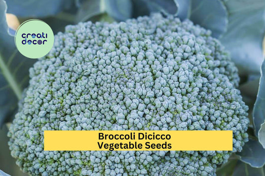3pcs of 1g Broccoli Di Cicco Seeds for Planting – Italian Heirloom Variety for Home Garden Vegetable Harvests Seeds for Planting