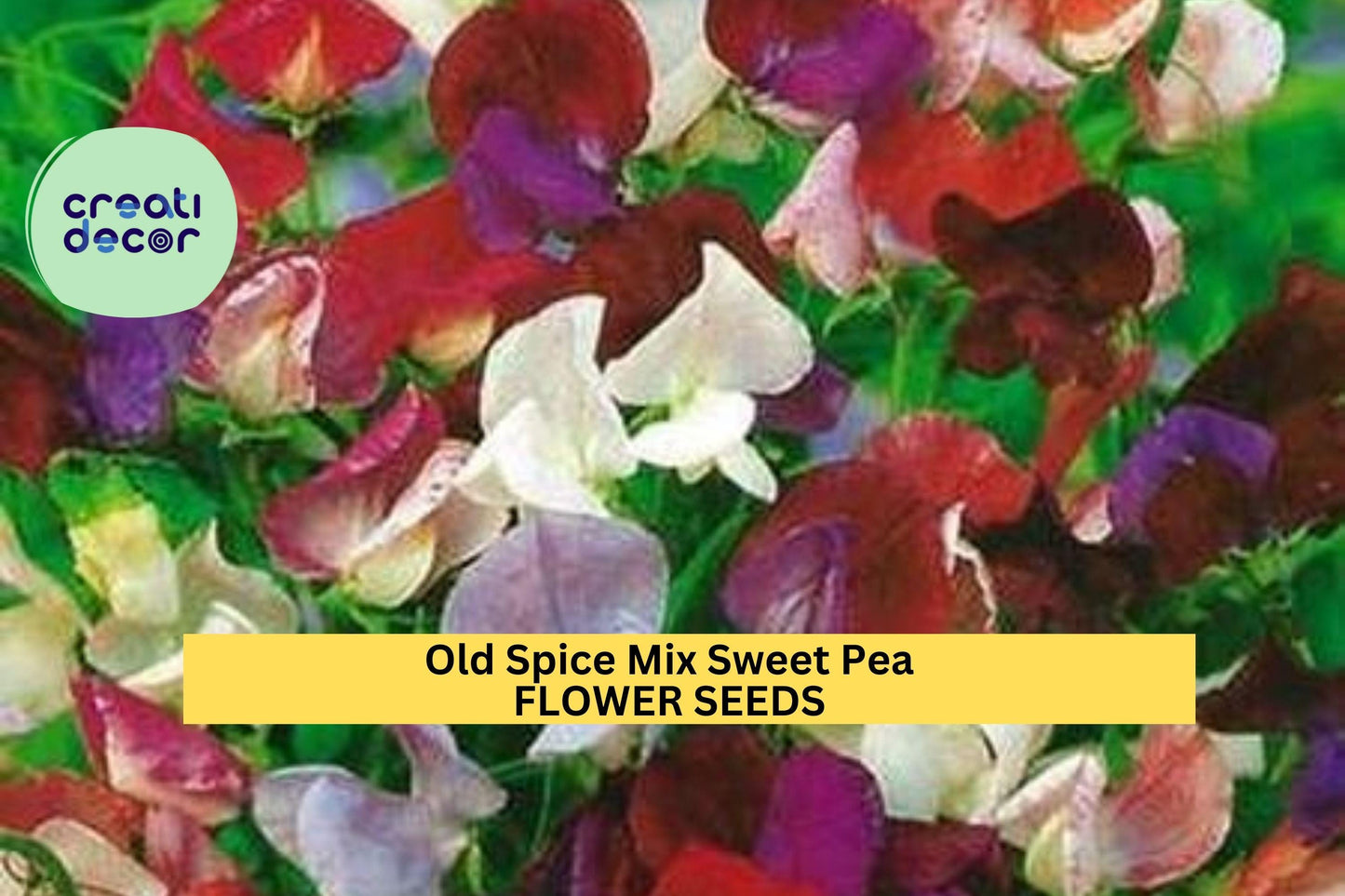 50+ Old Spice Mix Sweet Pea Seeds – Fragrant Heirloom Blooms for Garden Planting, Climbing Vines for Trellises & Bouquets – USA