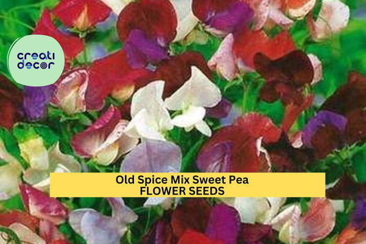 50+ Old Spice Mix Sweet Pea Seeds – Fragrant Heirloom Blooms for Garden Planting, Climbing Vines for Trellises & Bouquets – USA