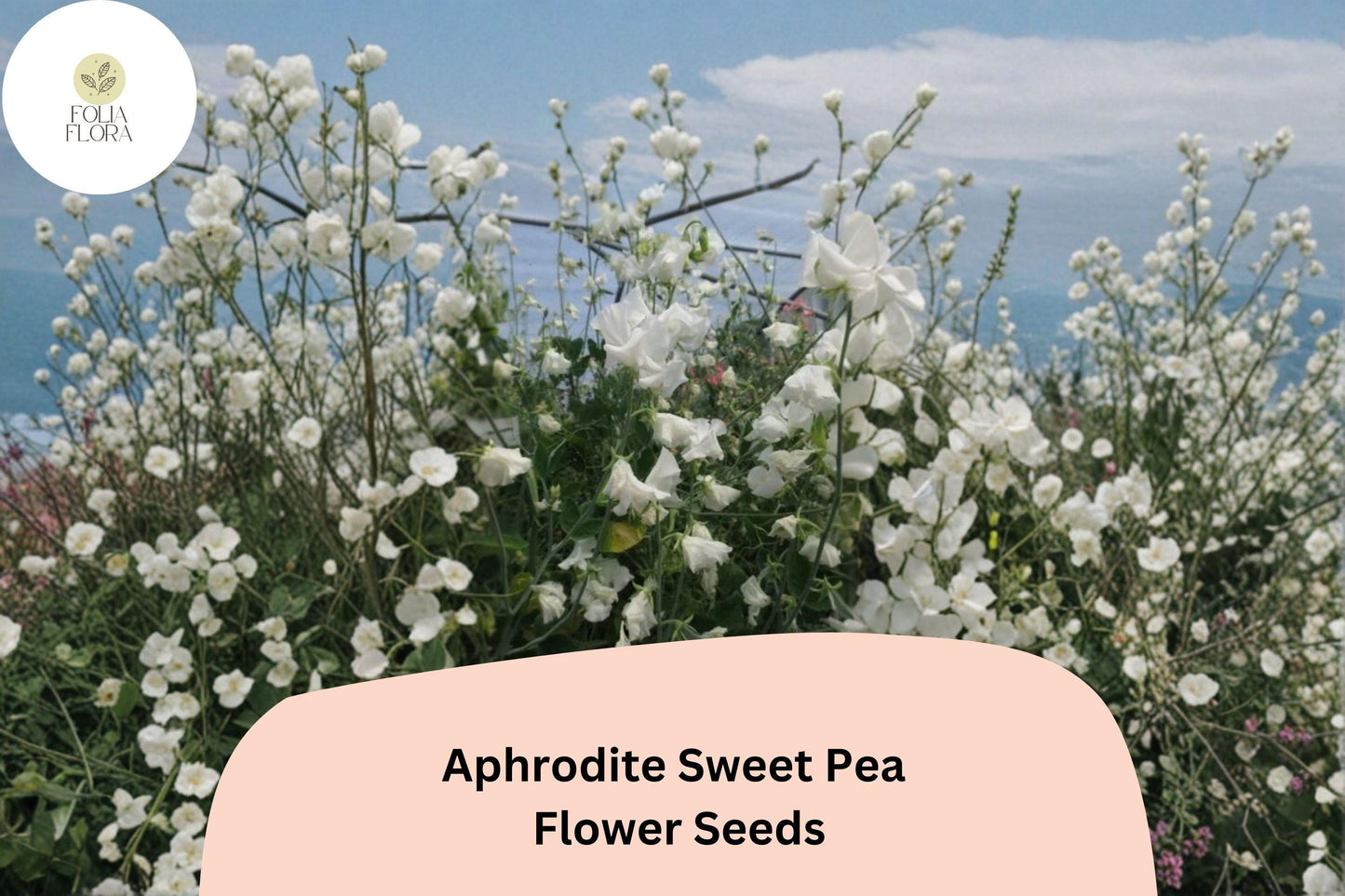 Aphrodite Sweet Pea Seeds – White Climbing Flower, 50+ Seeds