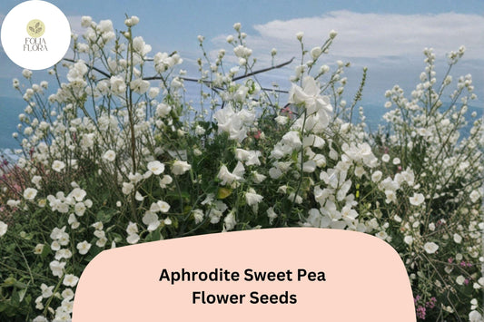 Aphrodite Sweet Pea Seeds – White Climbing Flower, 50+ Seeds
