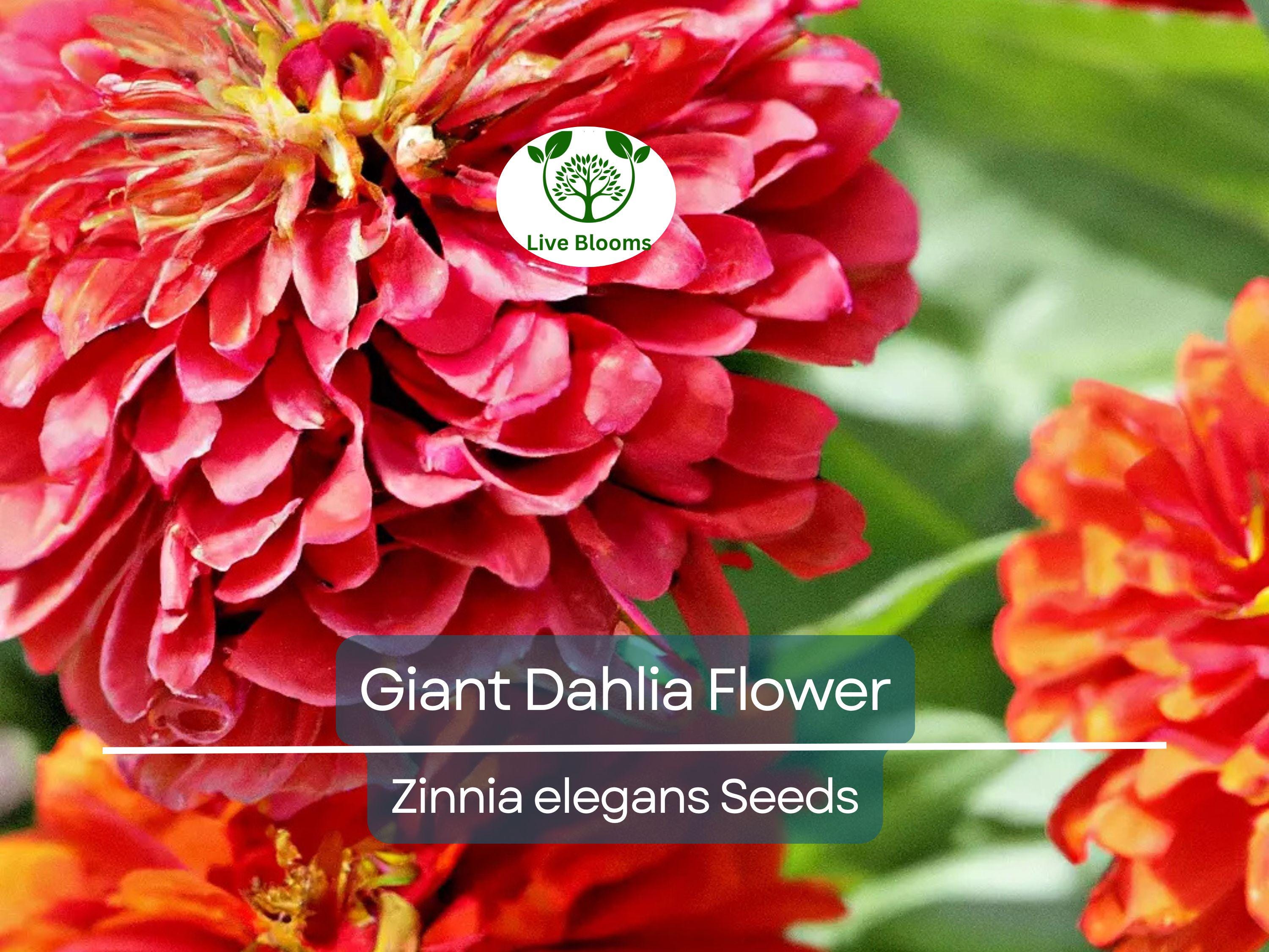 500 Giant Dahlia Flower Seeds, California Giants Annual Mix, Zinnia elegans, Vibrant Color Mix, Easy to Grow, for Garden & Cut Flowers