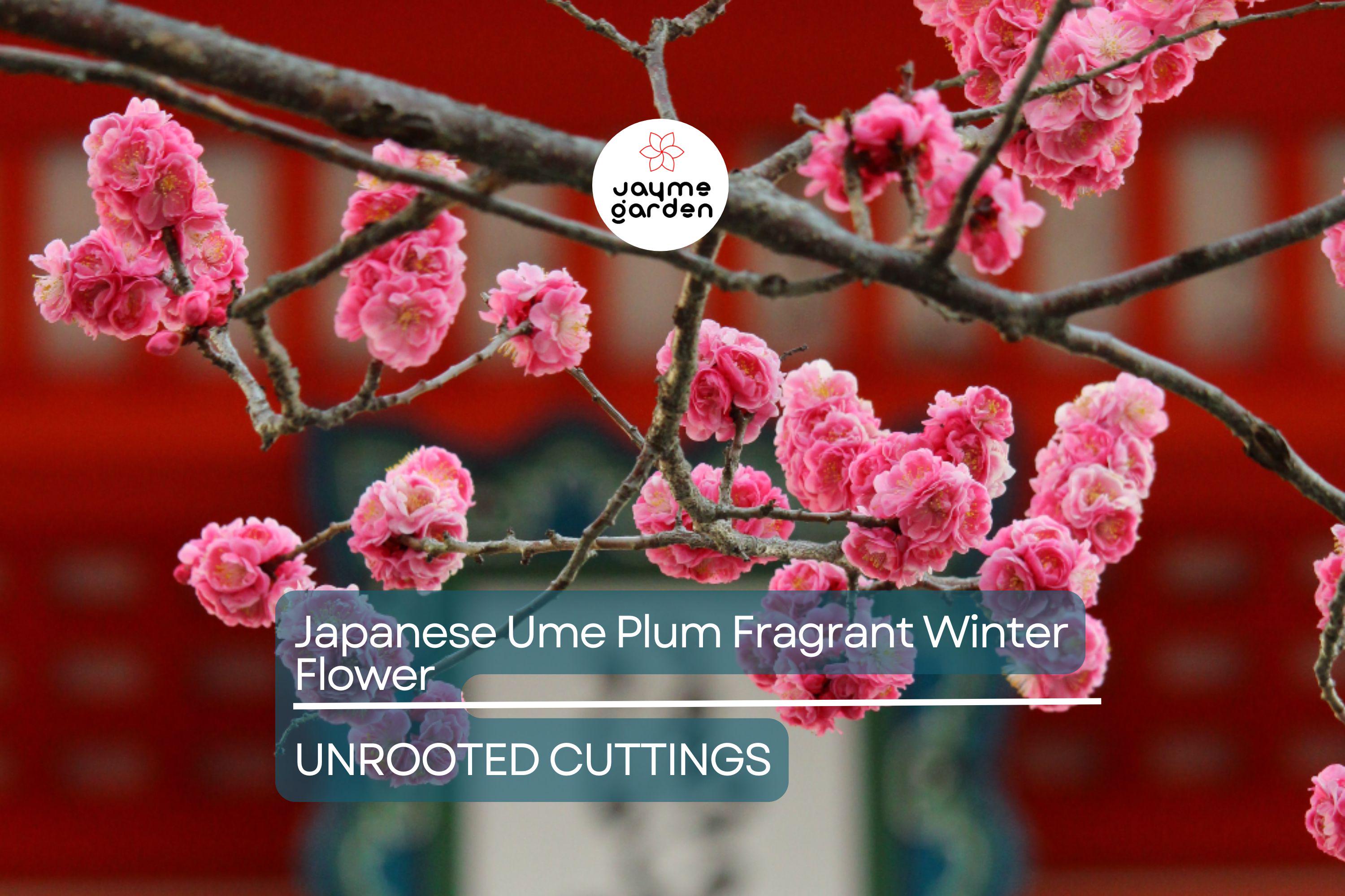 Japanese Ume Plum – 4 Cuttings, Fragrant Winter Flowers & Edible Fruits, Umeboshi and Umeshu  Can't ship to Ca, Fl, Hi, Az