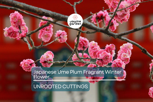 Japanese Ume Plum – 4 Cuttings, Fragrant Winter Flowers & Edible Fruits, Umeboshi and Umeshu  Can't ship to Ca, Fl, Hi, Az