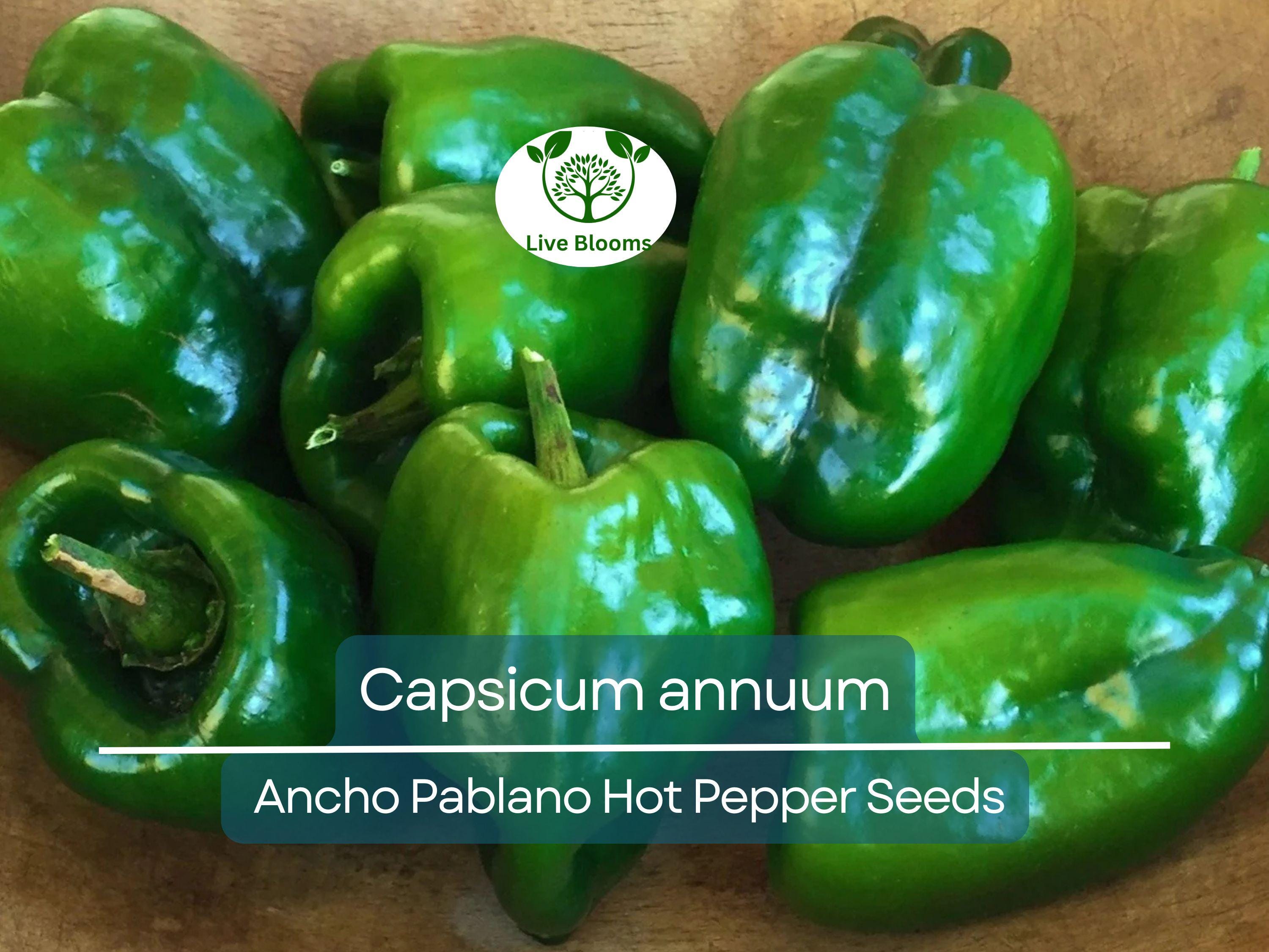 250 mg Seeds Ancho Poblano Hot Pepper – Capsicum annuum | Heirloom Pepper Seeds for Planting, Gardening & Rich Culinary Use