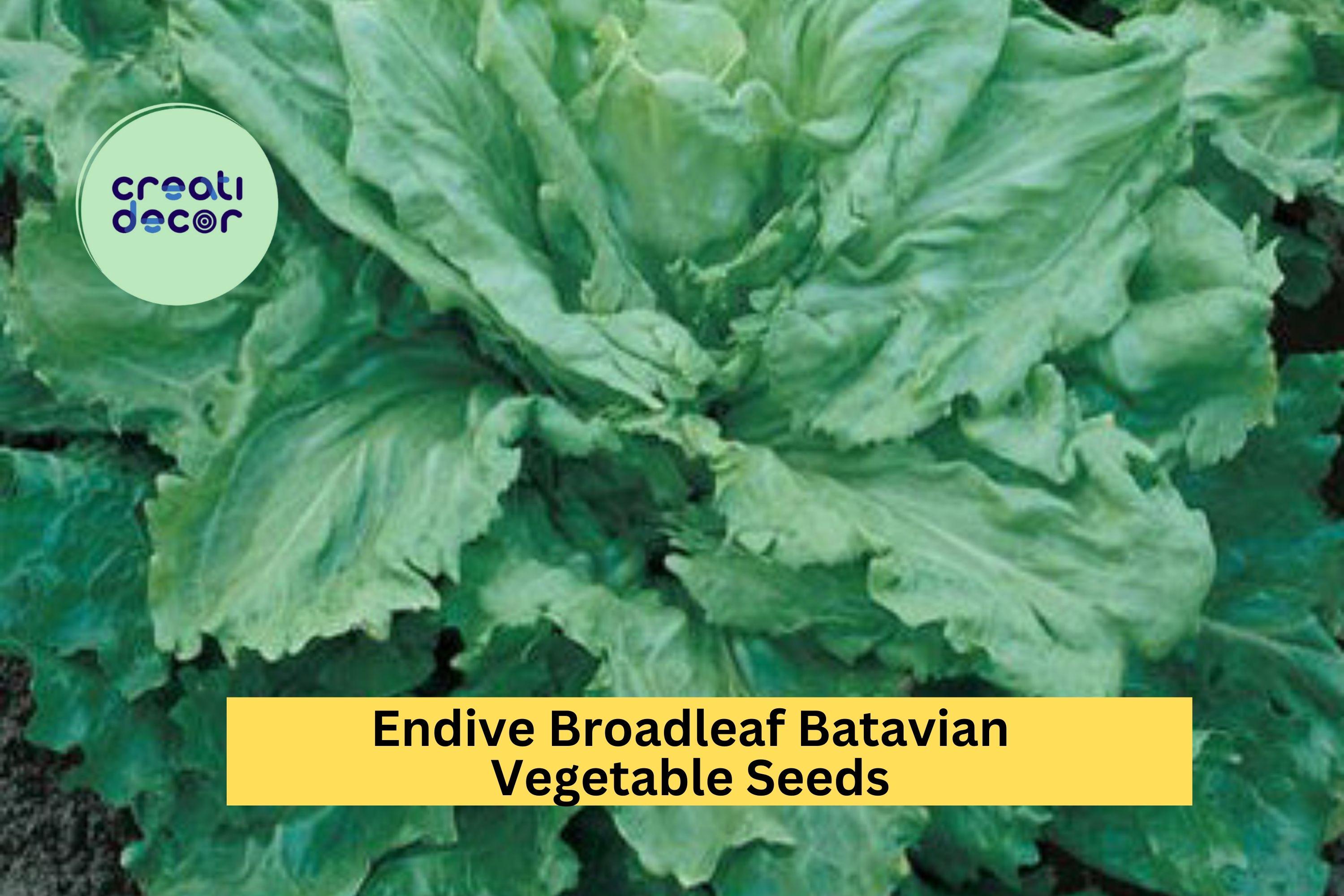 3pcs of 1g Endive Broadleaf Batavian Seeds – Crisp, Mild Leaves for Fresh Salads, Sandwich Greens, and Summer Gardens Seeds for Planting