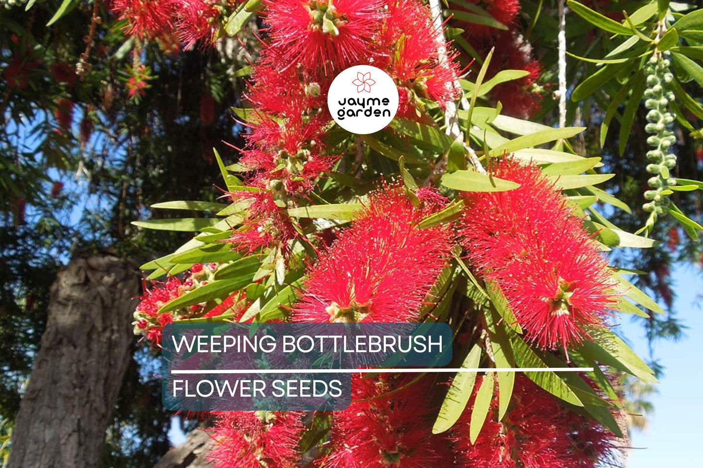 100 Weeping Bottlebrush Tree Seeds – Callistemon viminalis, 15-30 ft Height, Scarlet Blooms, Zones 9-11, Attracts Bees & Hummingbirds