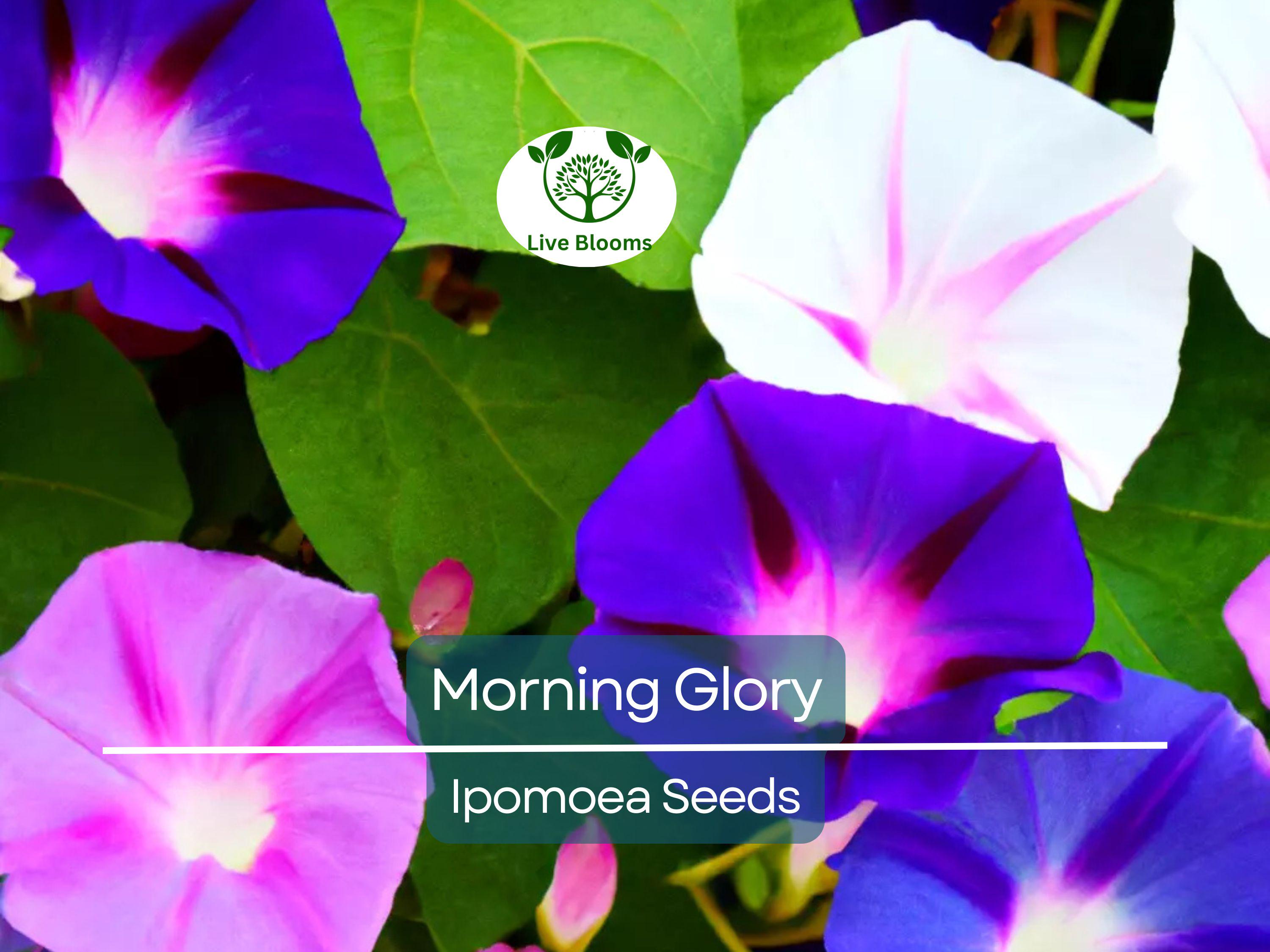 100 Morning Glory Vine Seeds Mixed Colors | Heirloom, Non-GMO, Ipomoea Flower Mix, Fast-Growing, Vibrant Climbing Vines for Garden