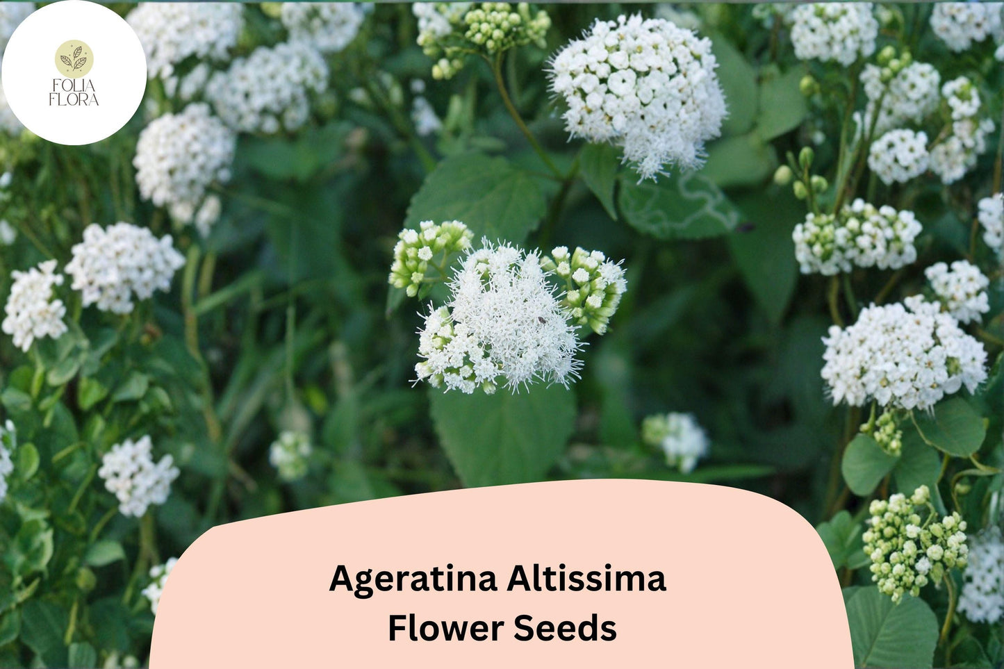 500 Ageratina altissima Seeds | White Snakeroot | Native Wildflower for Pollinator & Woodland Gardens