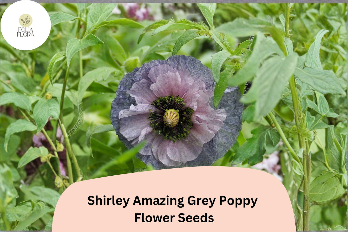 200+ Shirley Amazing Grey Poppy Seeds for Garden Planting – Unique Grey-Lavender Blooms, Easy to Grow Annual Wildflower