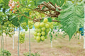 Shine Muscat Grape 1 Live Plant 2-3 FT (Vitis vinifera) Table Grape Vine
