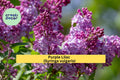 Purple Lilac Bush – 25 Bare Root Plants with Instructions, Syringa vulgaris Hardy Fragrant Flowering Shrubs for Spring Planting, Zones 3–8