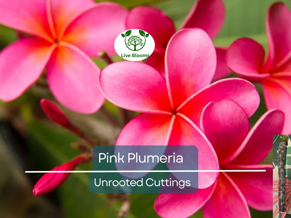 1 Pink Plumeria Cutting - Unrooted, 10" Frangipani, Tropical Flower Starter, Plumeria Rubra, Fresh Single Head Cutting, Rare Exotic Garden