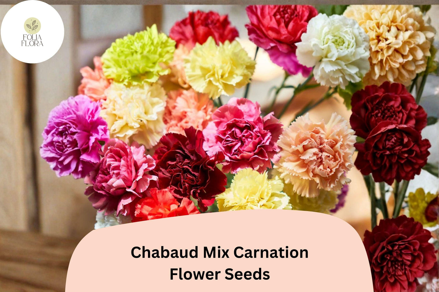 200+ Chabaud Mix Carnation Seeds | Dianthus caryophyllus | Colorful Fragrant Blooms for Garden & Bouquets