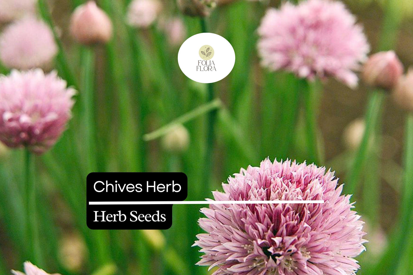150 Chive Herb Seeds – Allium schoenoprasum – Heirloom, Perennial, Mild Onion Flavor, Perfect for Salads
