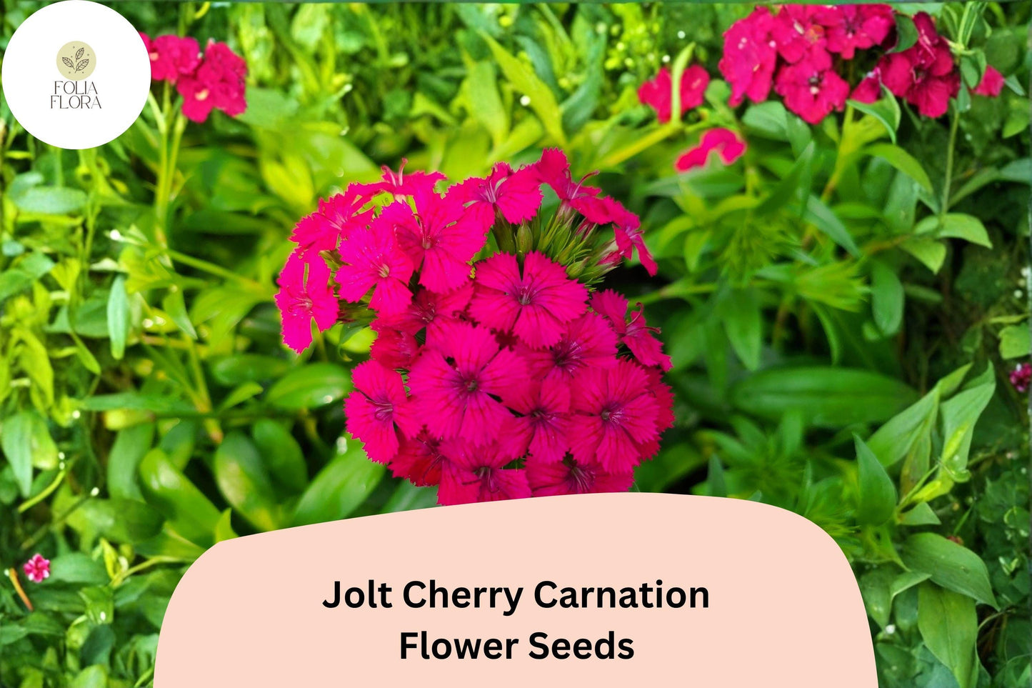 200+ Jolt Cherry Carnation Seeds: Soft Pink Double Blooms, Fragrant Hardy Perennial Dianthus