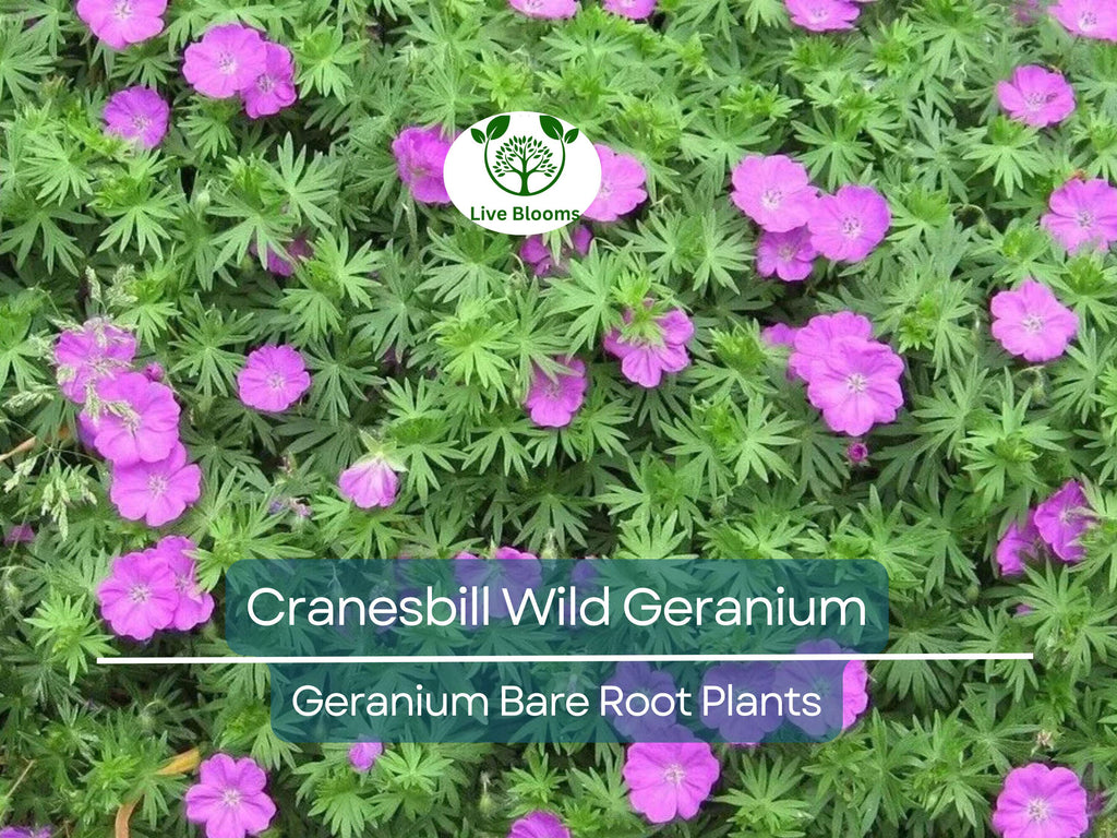 10 Wild Geranium Plants – Bare Root Organic Cranesbill (Geranium maculatum) – Native Perennial Wildflower for Shade Gardens