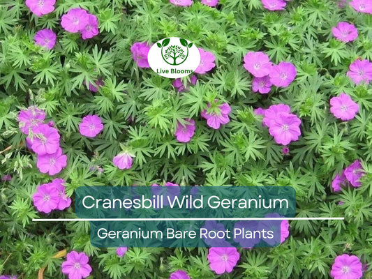 10 Wild Geranium Plants – Bare Root Organic Cranesbill (Geranium maculatum) – Native Perennial Wildflower for Shade Gardens