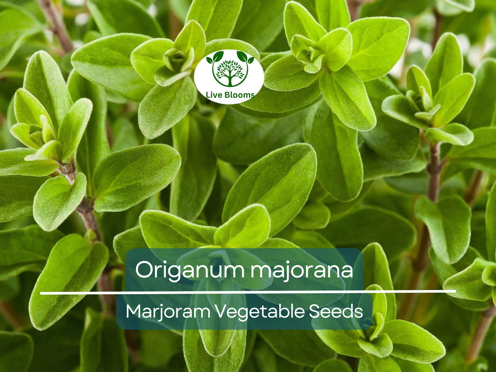 400 Seeds Marjoram (Origanum majorana) – Non-GMO, Aromatic Herb, Perfect for Garden & Culinary Use, Easy to Grow, Organic Herb Planting