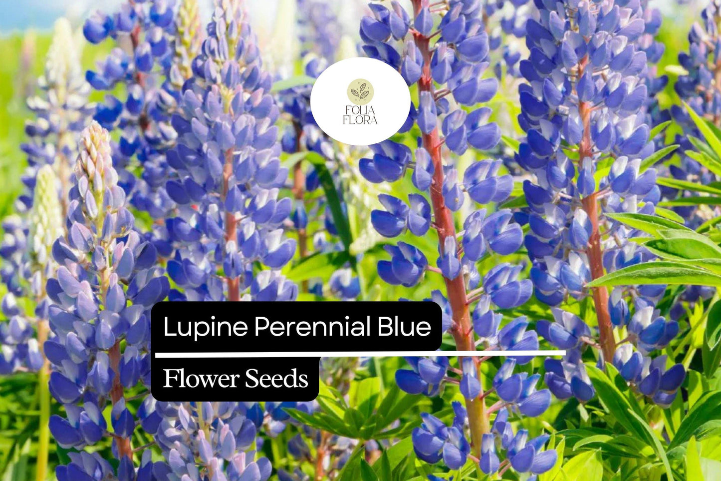 500mg Perennial Blue Lupine Seeds - Lupinus polyphyllus, Hardy Pollinator-Friendly Wildflower