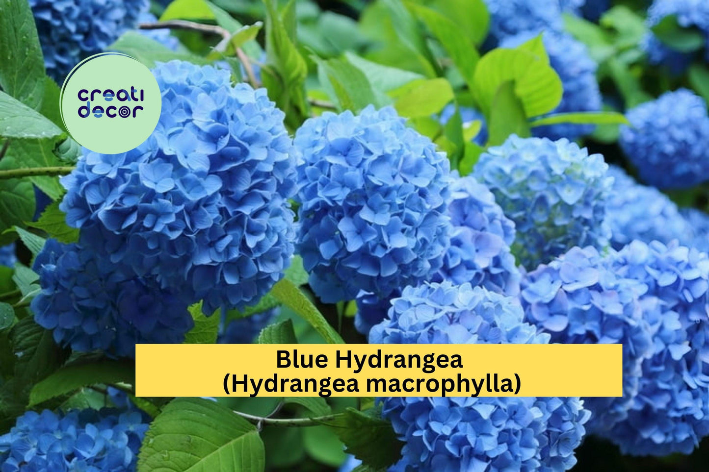 Blue Hydrangea Live Plant | 3–8 Inch Fully Rooted Starter Cutting | Hydrangea macrophylla Perennial Shrub for Garden & Landscape