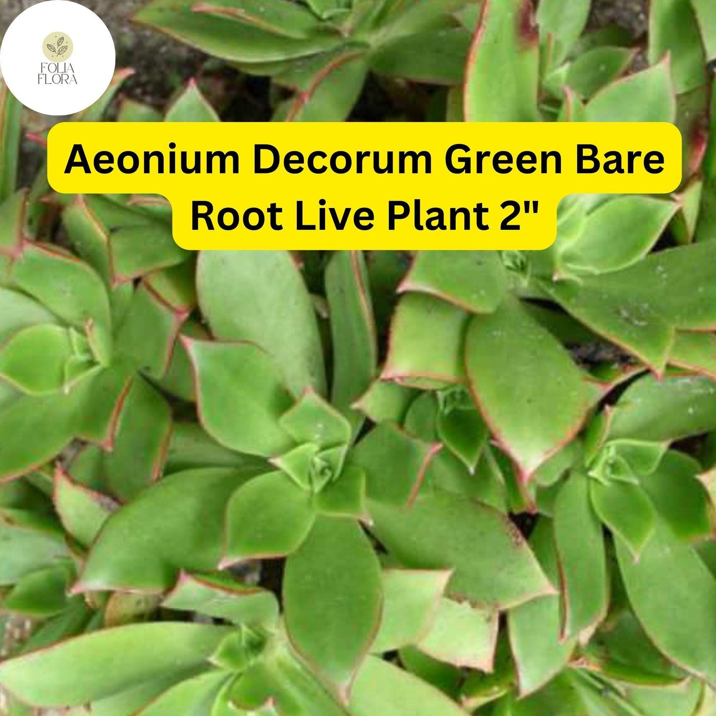 2 Bare Root 2" Live Succulent Plants Aeonium decorum ‘Green’ | Rosette-Forming, Drought-Tolerant, Easy-Care Houseplant