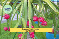 3 American Beauty Dragon Fruit Cuttings – 8–10” Unrooted Stems | Self-Pollinating Hylocereus Variety for Trellises or Container Gardens