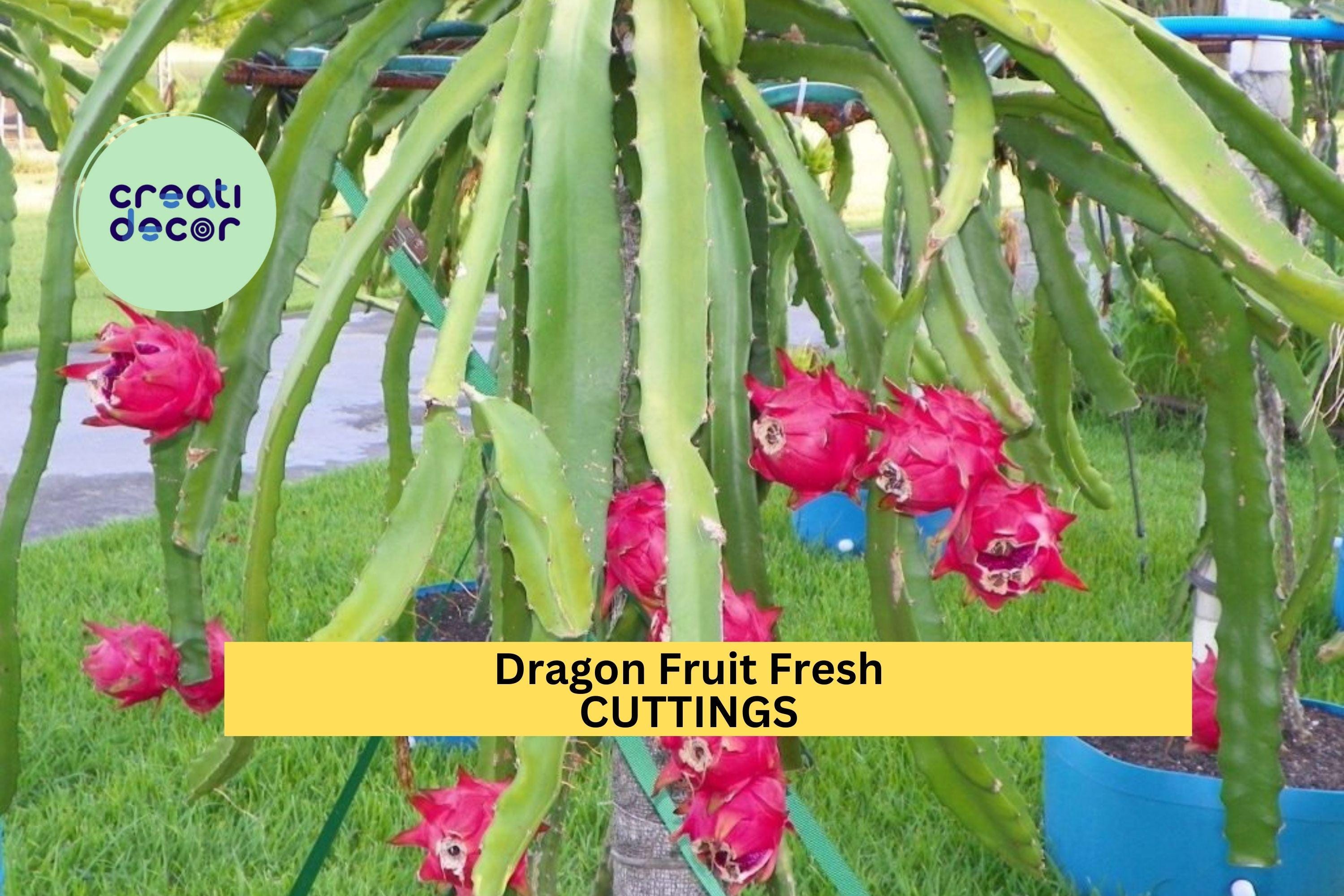 3 American Beauty Dragon Fruit Cuttings – 8–10” Unrooted Stems | Self-Pollinating Hylocereus Variety for Trellises or Container Gardens